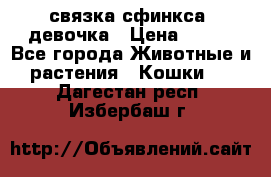 связка сфинкса. девочка › Цена ­ 500 - Все города Животные и растения » Кошки   . Дагестан респ.,Избербаш г.